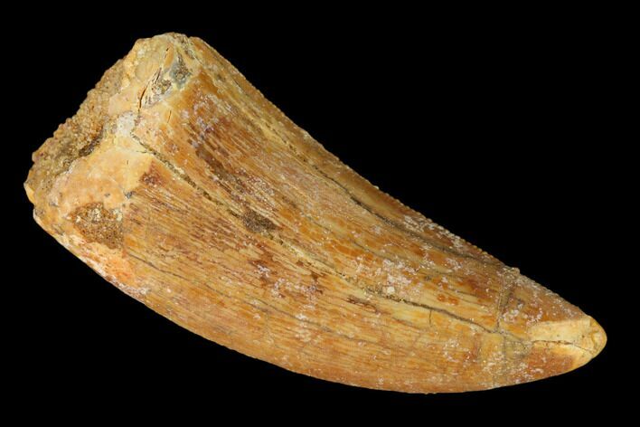 Serrated, Carcharodontosaurus Tooth - Real Dinosaur Tooth #145720